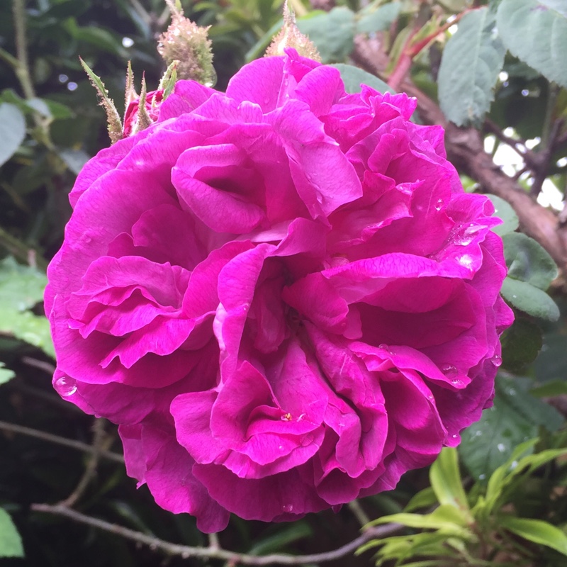 Plant image Rosa 'William Lobb'