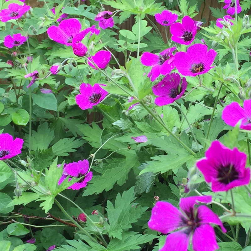 Plant image Geranium psilostemon