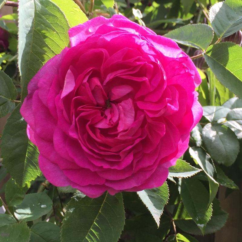 Plant image Rosa 'Reine des Violettes' syn. Rosa 'Queen of the Violets'