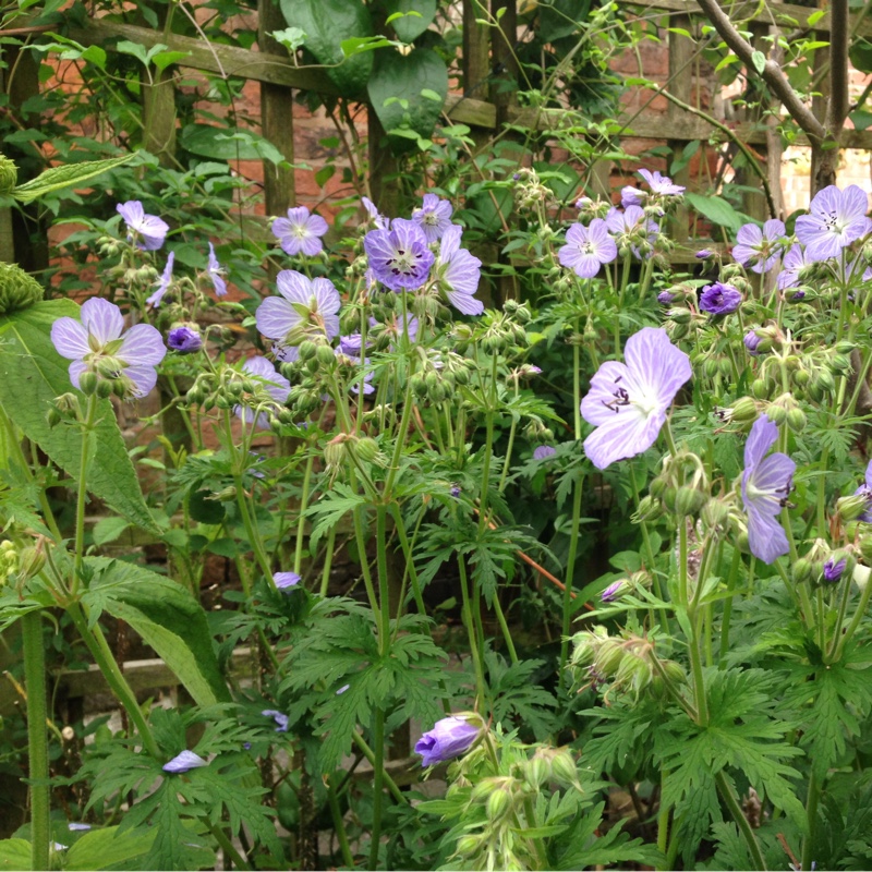 Plant image Geranium pratense 'Mrs Kendall Clark' syn. Geranium pratense 'Mrs K. Clark'