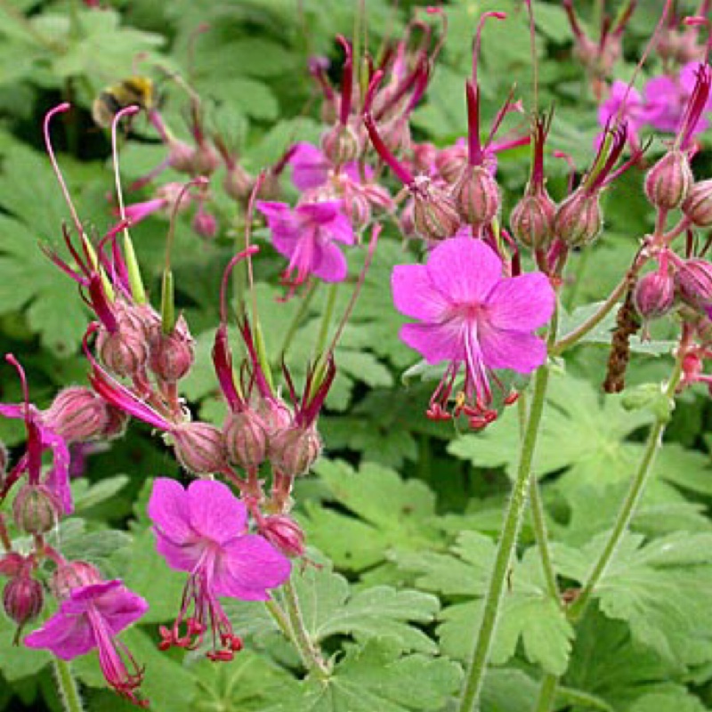 Plant image Geranium macrorrhizum 'Bevan's Variety'