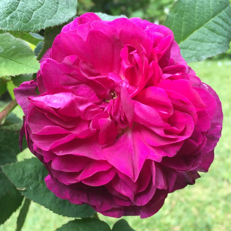 Plant image Rosa 'Indigo'