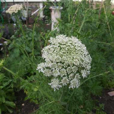 Carrot 'Atomic Red'