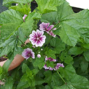 French Mallow