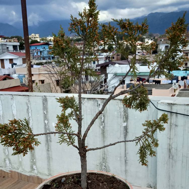 Plant image Juniperus squamata 'Holger'