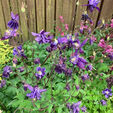 Aquilegia