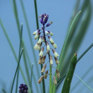 Bellevalia trifoliata