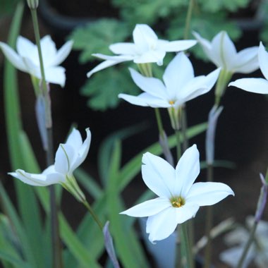 Ipheion 'Alberto Castillo' syn. Ipheion uniflorum 'Alberto Castillo'