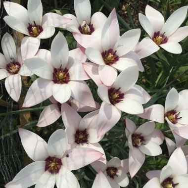 Tulipa clusiana 'Peppermint Stick'