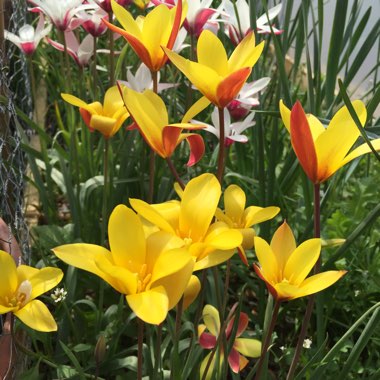 Tulipa clusiana var. chrysantha 'Tubergen's Gem'