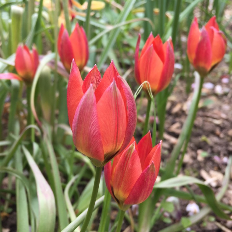 Plant image Tulipa 'Little Princess'