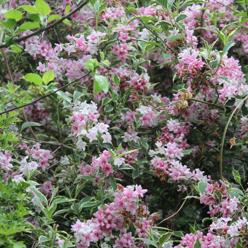 Weigela 'Florida Variegata' syn. Weigela florida 'Variegata', Weigela florida 'Aureovariegata'