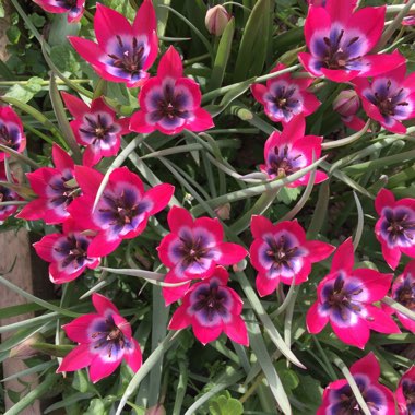 Tulipa 'Little Beauty' syn. Tulipa humilis 'Little Beauty'