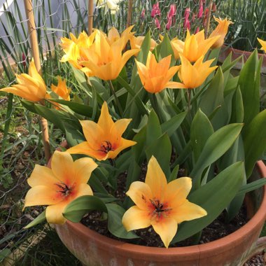 Tulipa praestans 'Shogun'