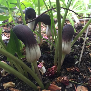 Arisarum proboscideum