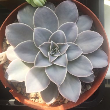 Echeveria Diffractens