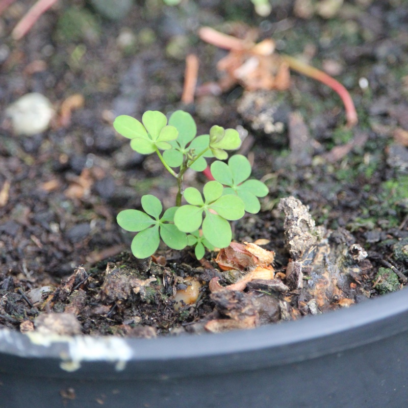 Plant image Tropaeolum speciosum