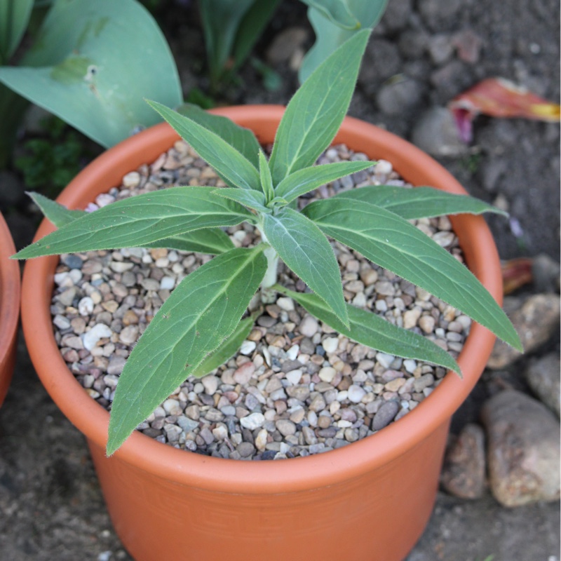 Echium candicans syn. Echium fastuosum