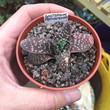 x Gasteraloe pethamensis