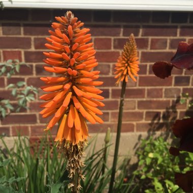 Kniphofia 'Fiery Fred'