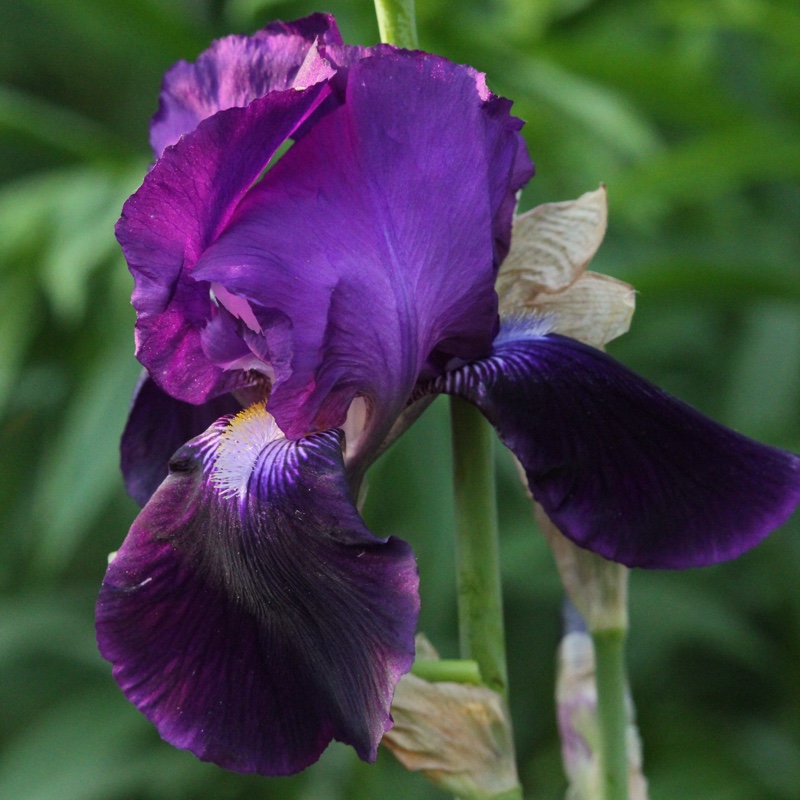 Iris x germanica 'Sable'