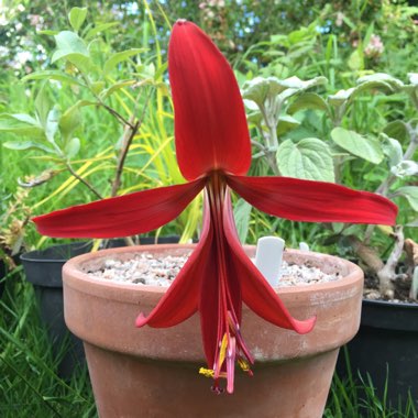 Sprekelia formosissima syn. Amaryllis formosissima