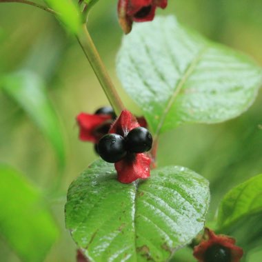 Lonicera involucrata var. ledebourii