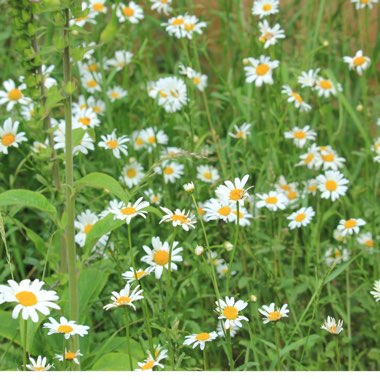 Leucanthemum vulgare