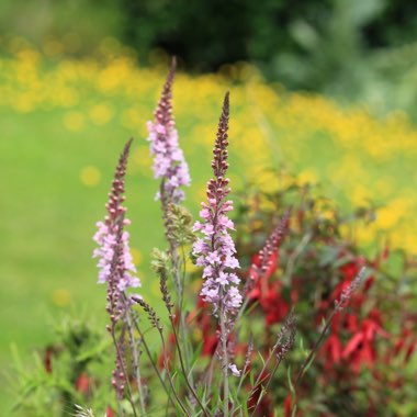 Linaria purpurea