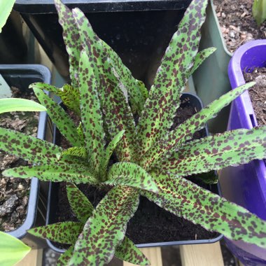 Eucomis vandermerwei