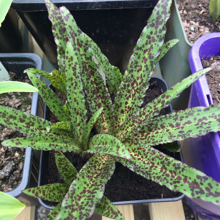 Plant image Eucomis vandermerwei