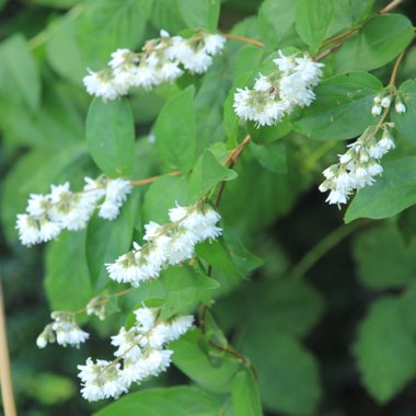 Deutzia scabra 'Candidissima' syn. Deutzia x wellsii