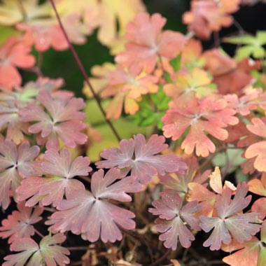 Aquilegia viridiflora 'Chocolate Soldier'