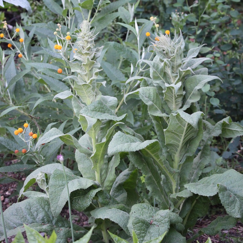 Plant image Verbascum thapsus