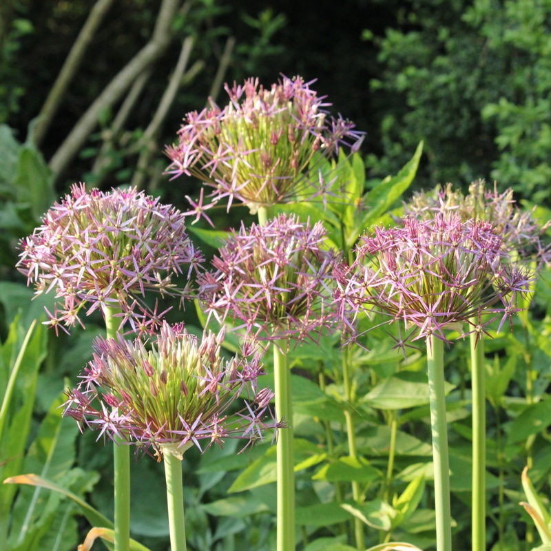 Allium cristophii