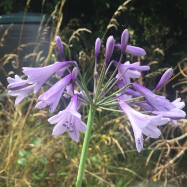 Agapanthus 'Liam's Lilac'