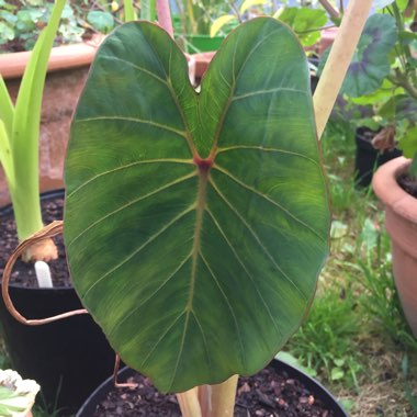 Colocasia esculenta 'Pink China'