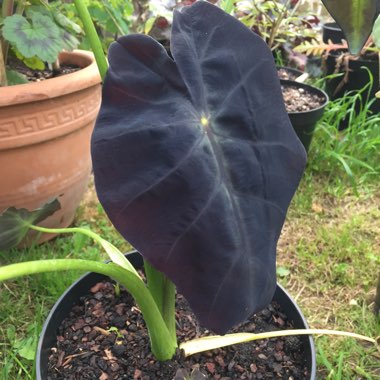 Colocasia esculenta 'Black Beauty'