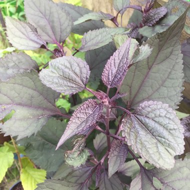 Ageratina altissima 'Chocolate' syn. Eupatorium rugosum 'Chocolate'