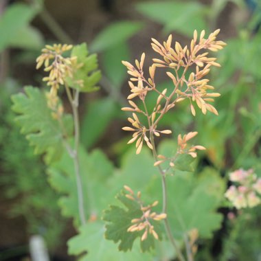 Macleaya cordata