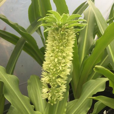 Eucomis autumnalis