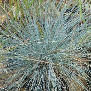 Festuca glauca