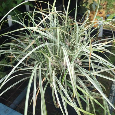 Ophiopogon japonicus 'Silver Mist'