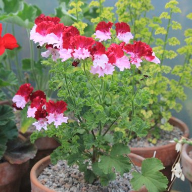 Pelargonium 'Quantock Perfection'