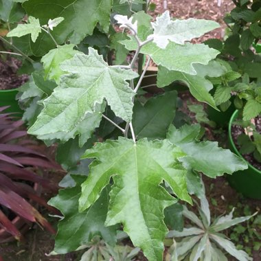 Populus alba