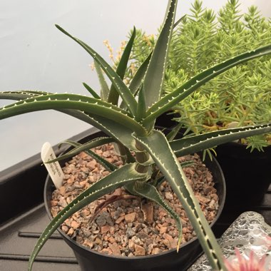 Aloe Striatula