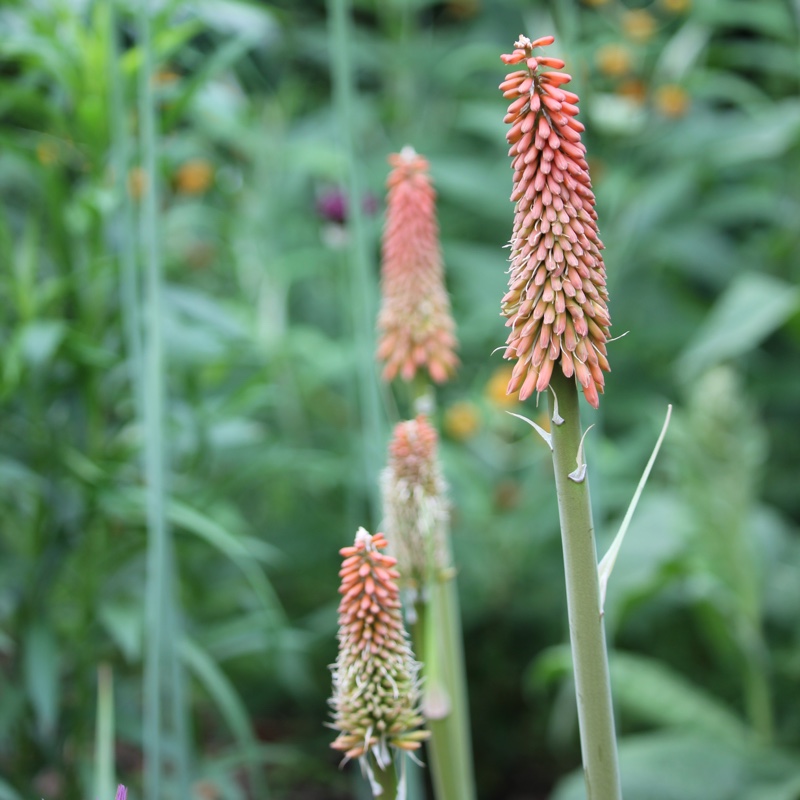 plant image 114797