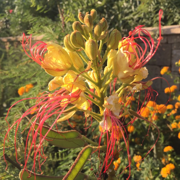 Plant image Erythrostemon gilliesii syn. Caesalpinia gilliesii