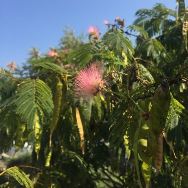 Albizia julibrissin f. rosea