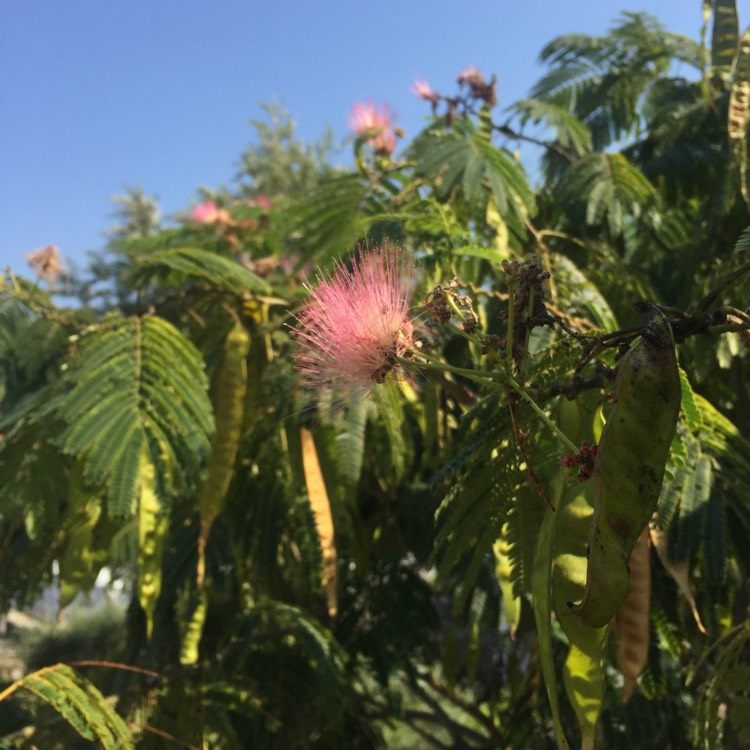 Plant image Albizia julibrissin f. rosea